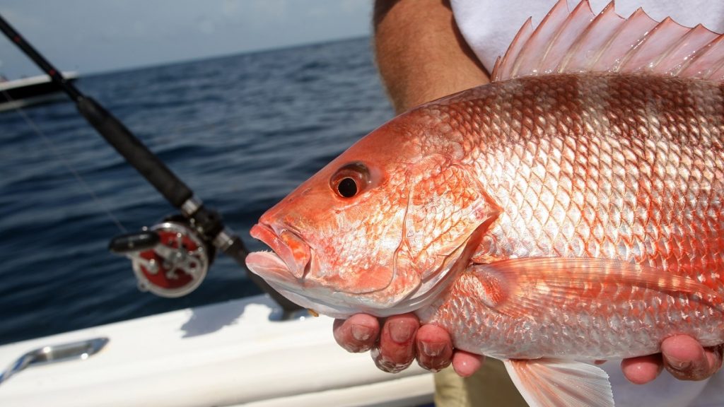 Alabama Anglers Ready For Expanded Red Snapper Season The Alabama