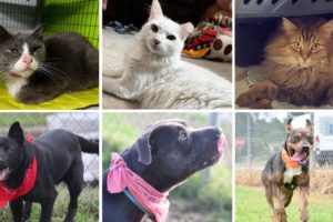 Alabama NewsCenter — Shelby Humane’s no-kill shelter found ‘forever homes’ for more than 1,400 cats and dogs in 2021
