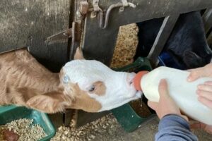 Alabama News Center — Blue Ribbon Dairy in Tallassee, Alabama, offers customers more than just fresh milk