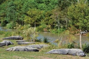 Later, alligator! Walk through Summerdale, Alabama's Alligator Alley